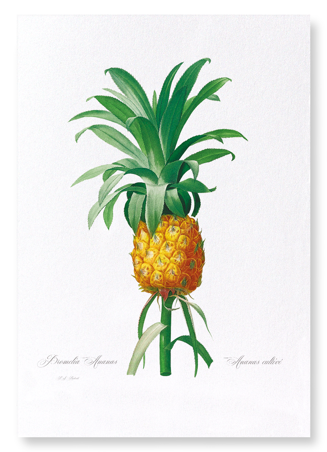 PINEAPPLE: Botanical Art Print
