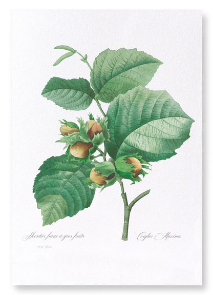 FILBERT HAZLENUT: Botanical Art Print