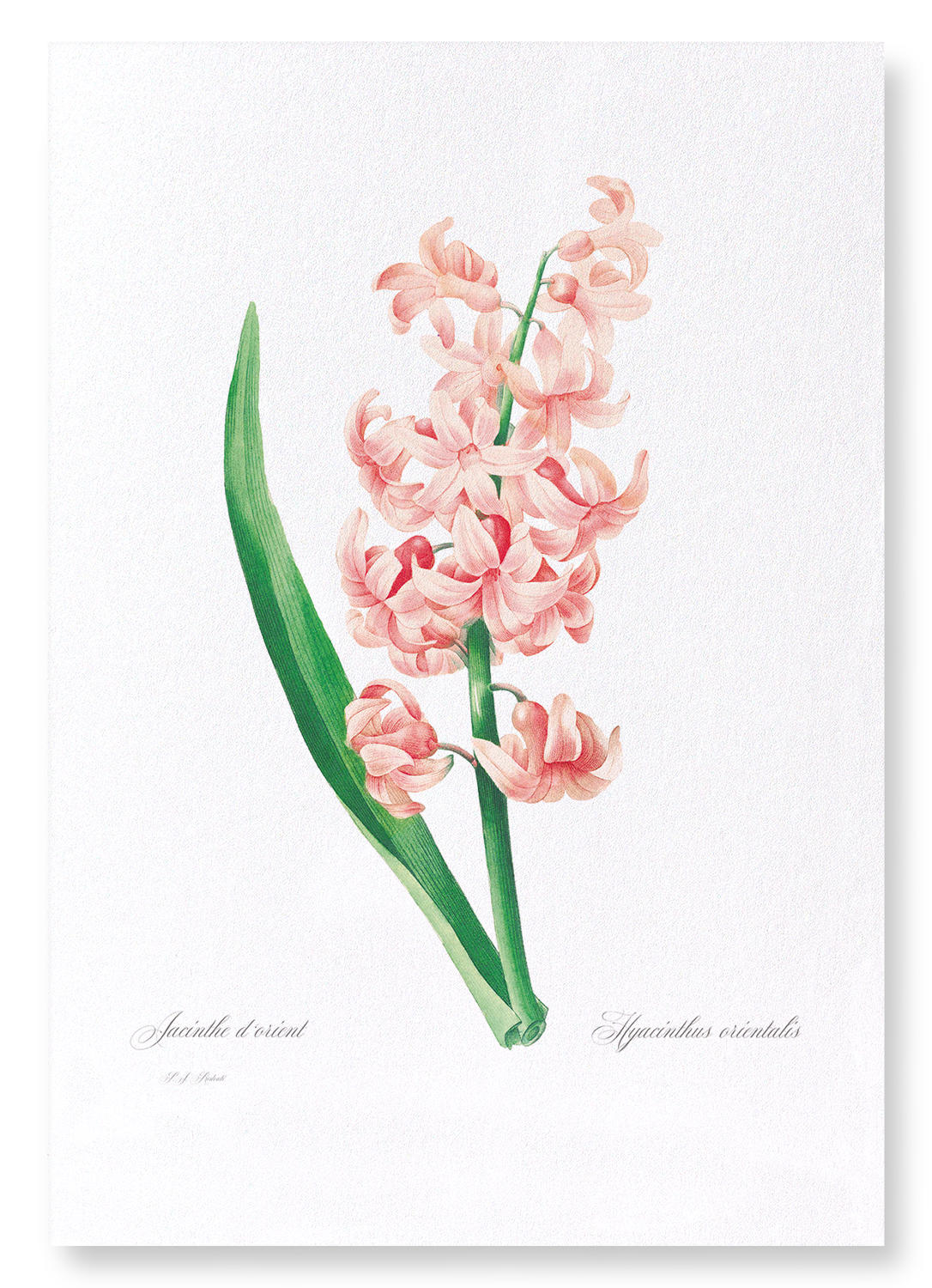 ORIENTAL HYACINTH: Botanical Art Print