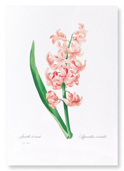 ORIENTAL HYACINTH: Botanical Art Print