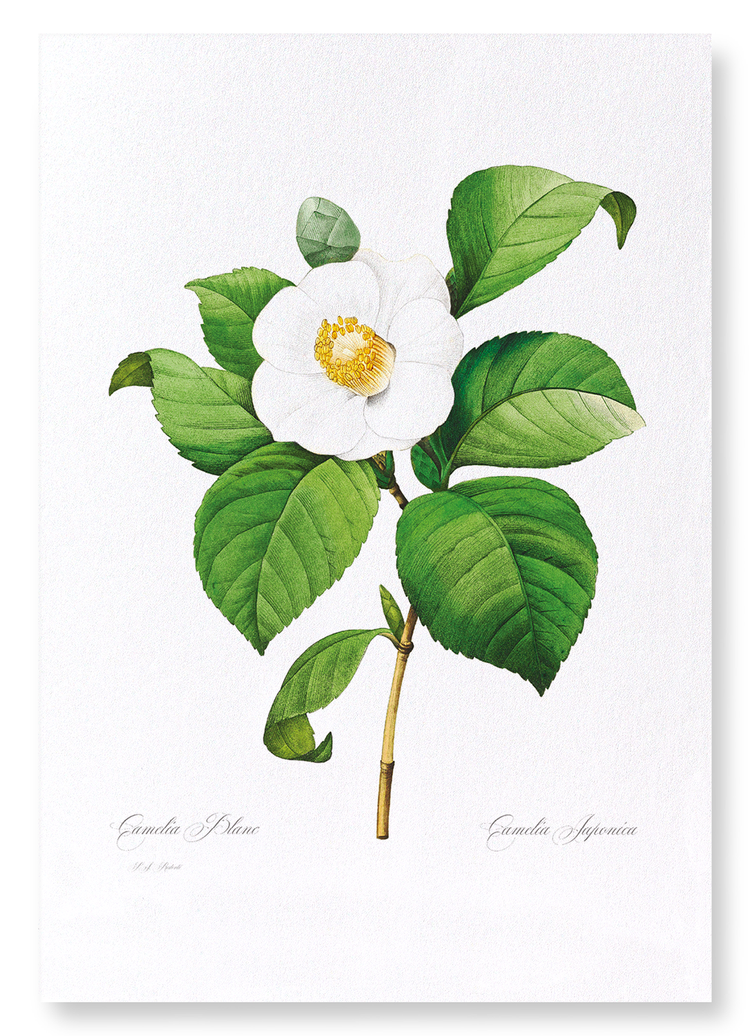 JAPANESE CAMELLIA: Botanical Art Print