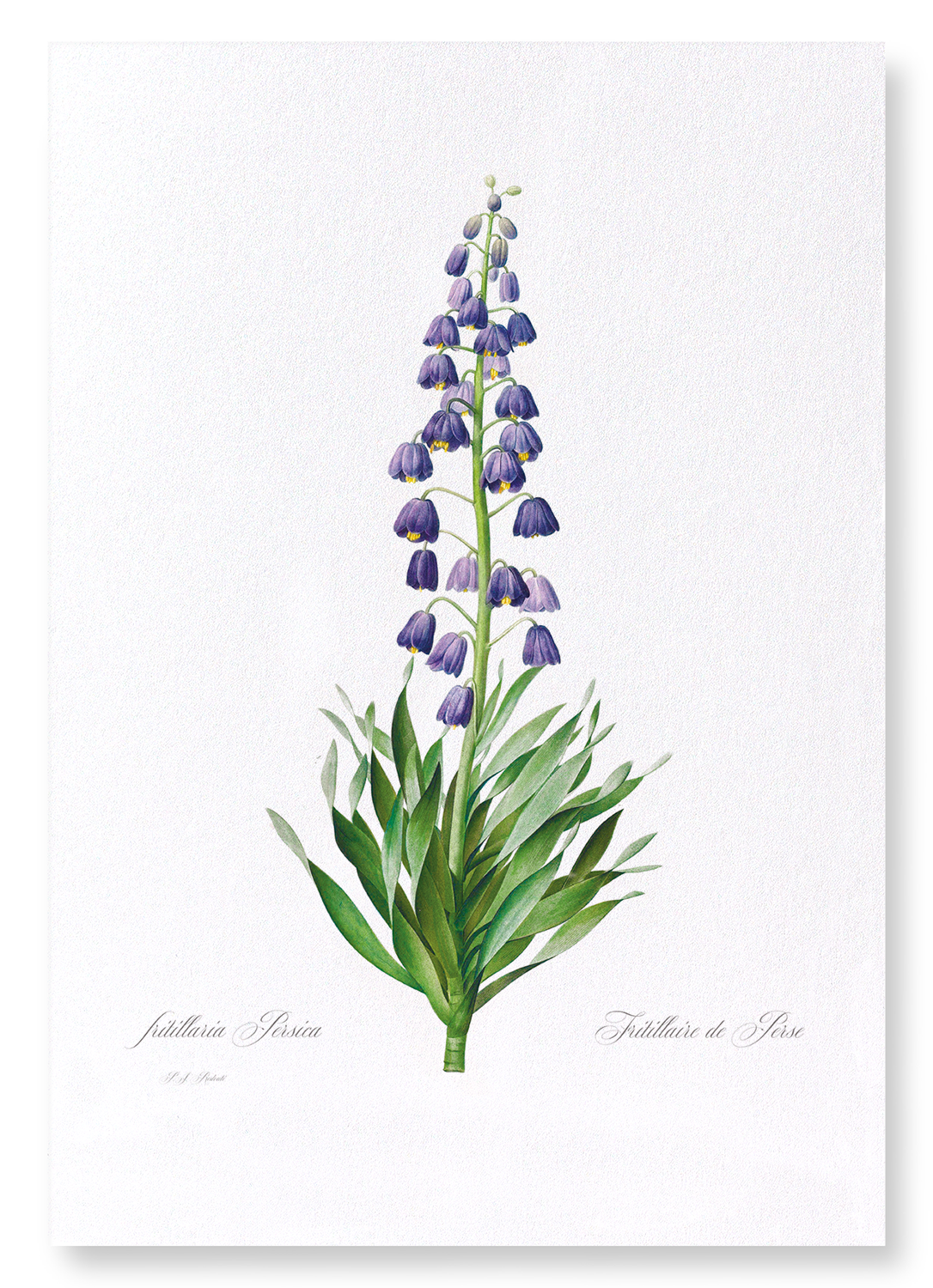 ADIYAMAN: Botanical Art Print