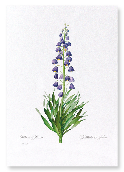 ADIYAMAN: Botanical Art Print