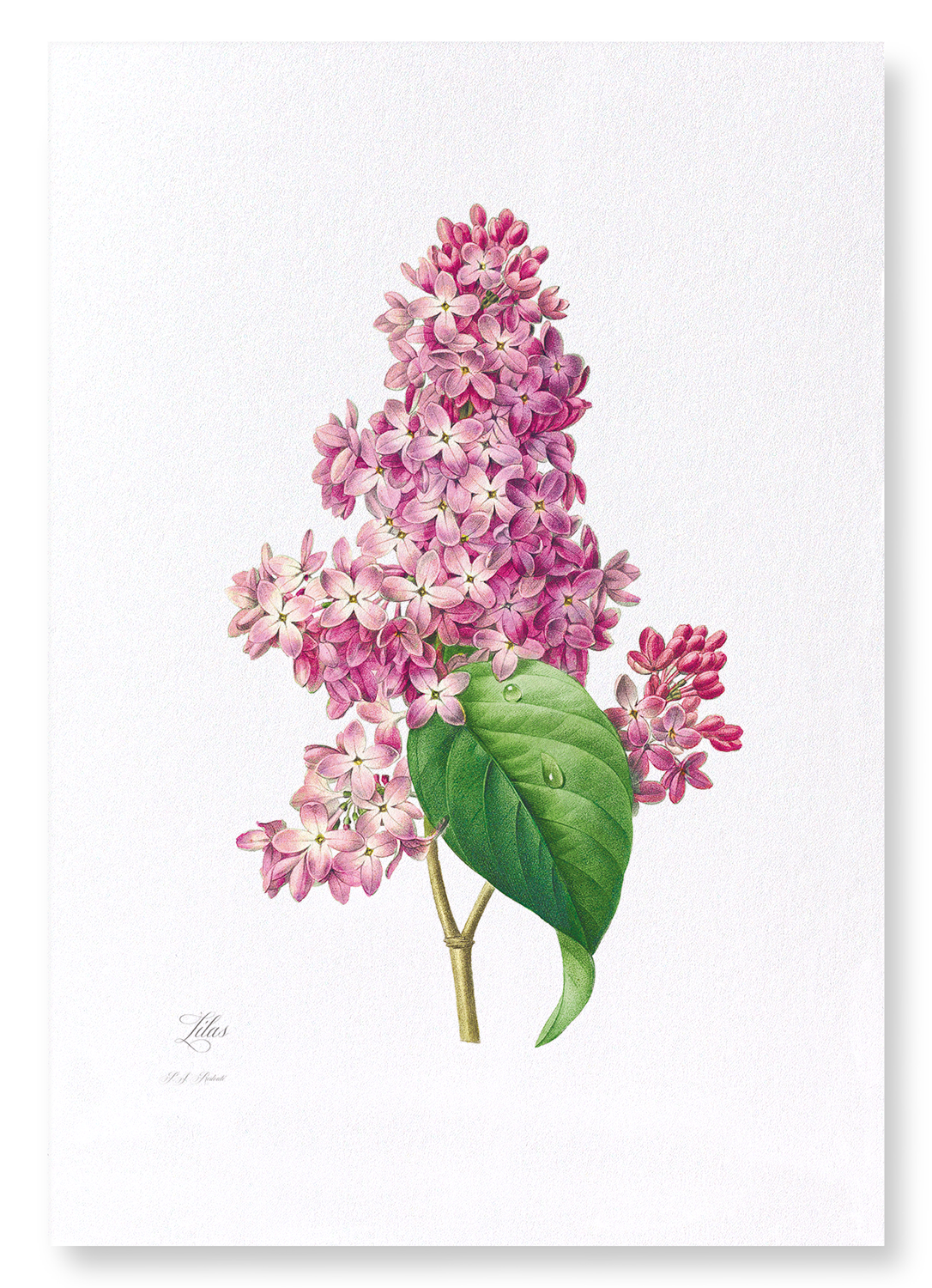 LILAC: Botanical Art Print
