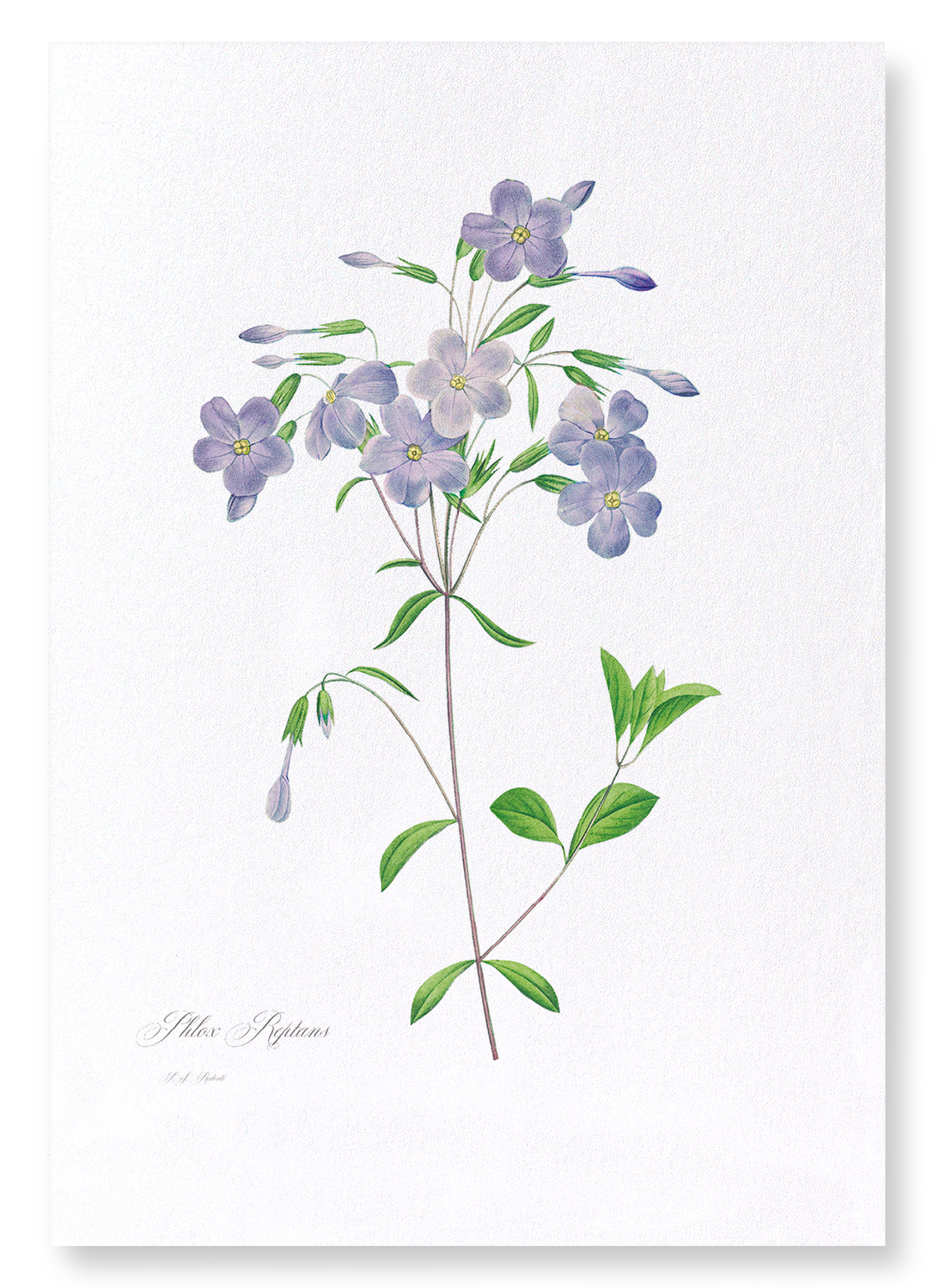 PHLOX: Botanical Art Print