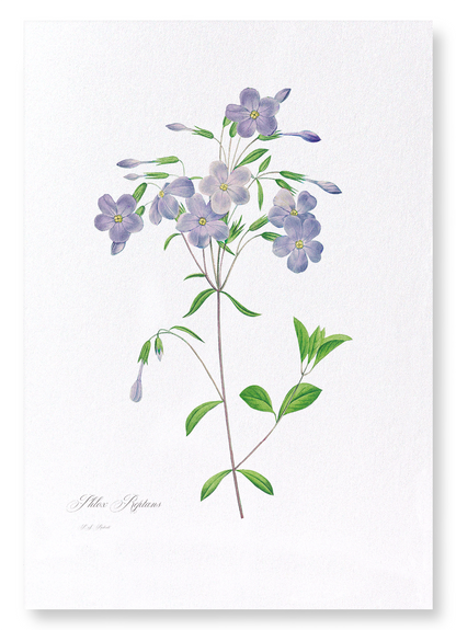 PHLOX: Botanical Art Print