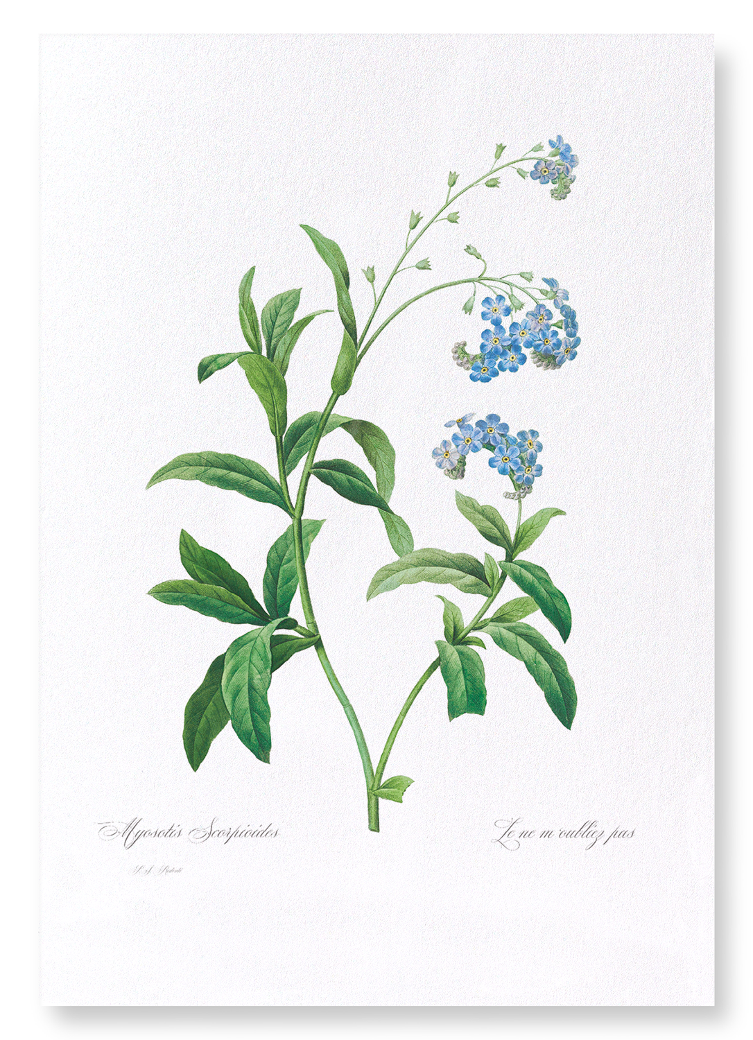 FORGET ME NOT FLOWER: Botanical Art Print