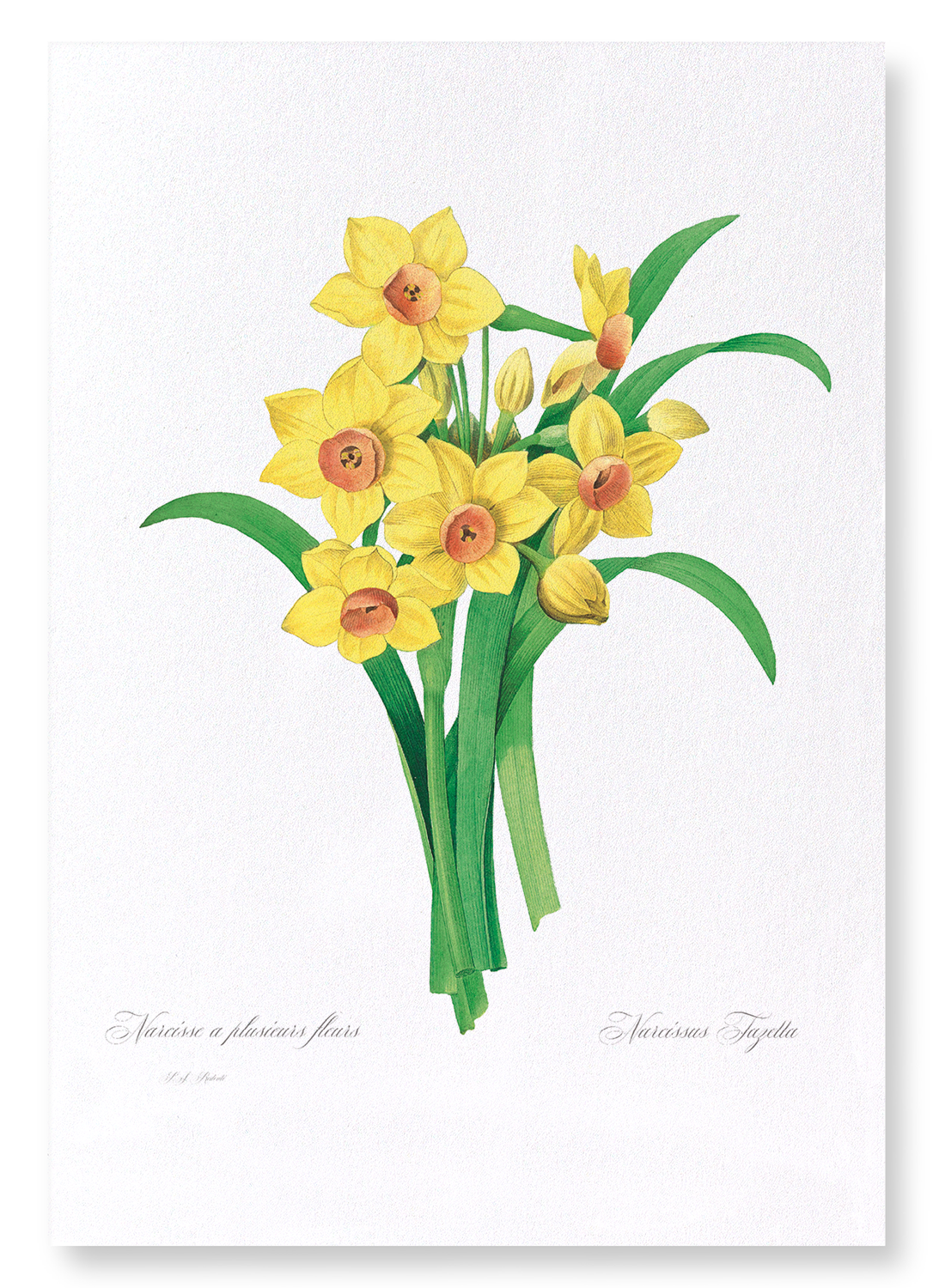 DAFFODIL: Botanical Art Print