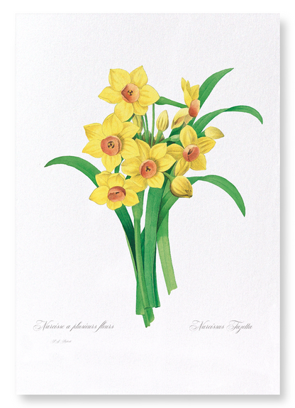DAFFODIL: Botanical Art Print