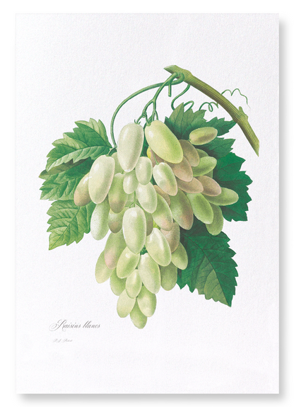 GRAPES AND VINE LEAVES: Botanical Art Print