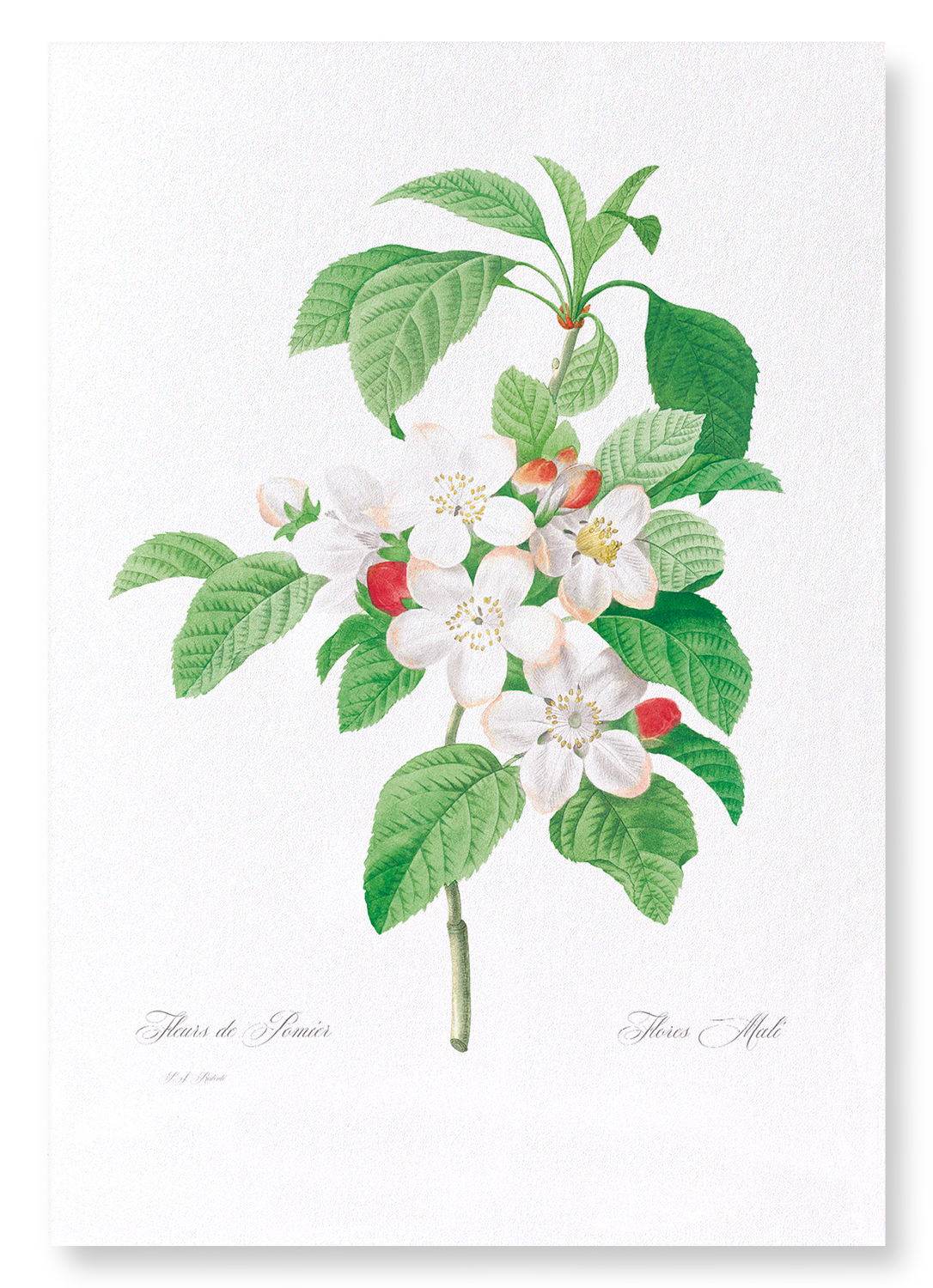 FLORES MALI OF THE APPLE TREE: Botanical Art Print