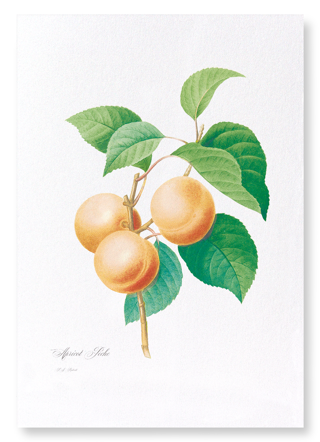 APRICOT: Botanical Art Print