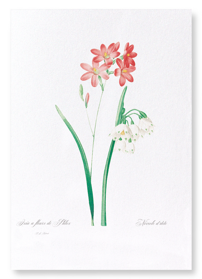 IXIA SCARIOSA: Botanical Art Print