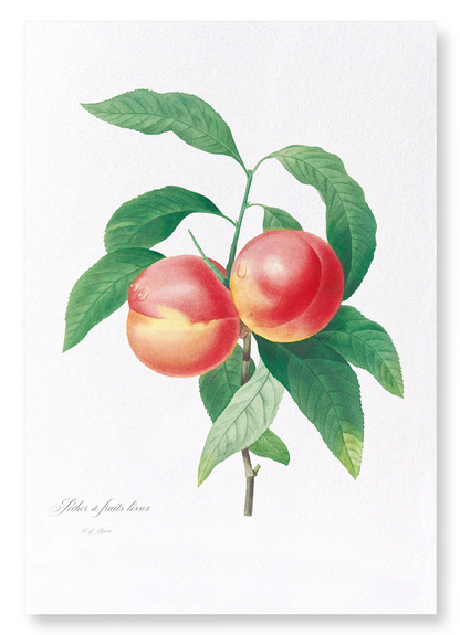 PEACH NO.2: Botanical Art Print