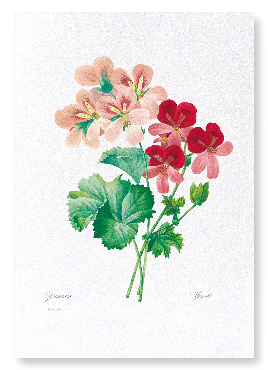 GERANIUM: Botanical Art Print