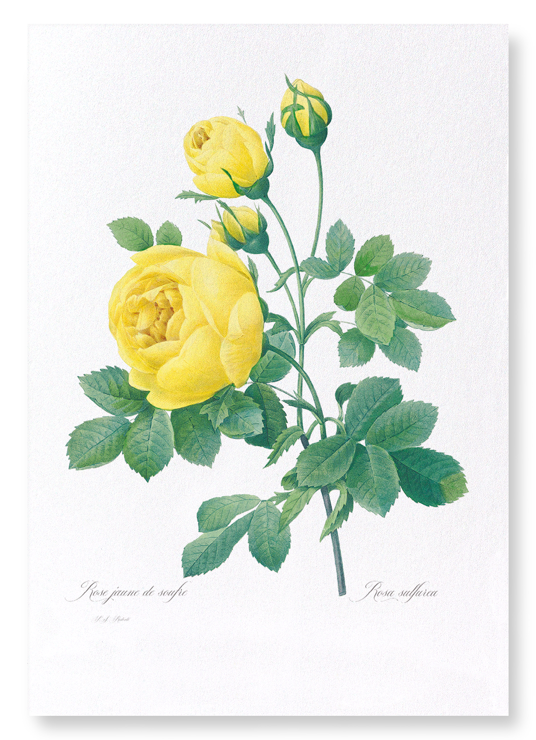 YELLOW ROSES: Botanical Art Print