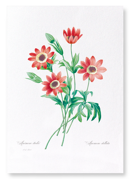 ANEMONE STELLATA: Botanical Art Print