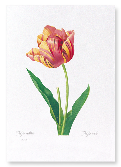 TULIP: Botanical Art Print