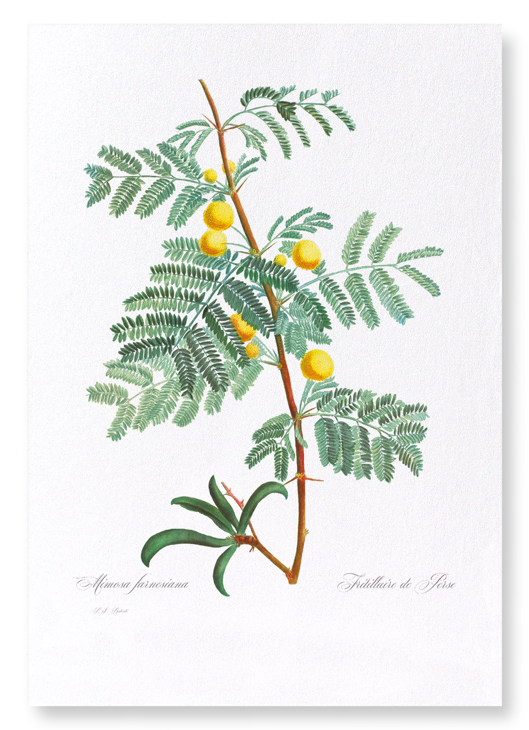 SWEET ACACIA: Botanical Art Print