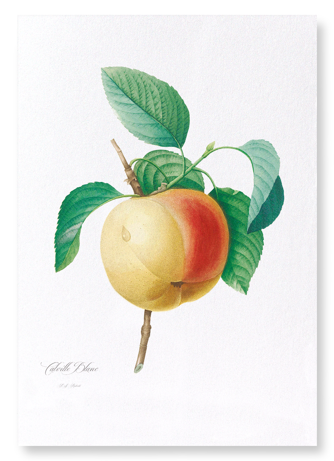 APPLE (CALVILLE BLANC): Botanical Art Print