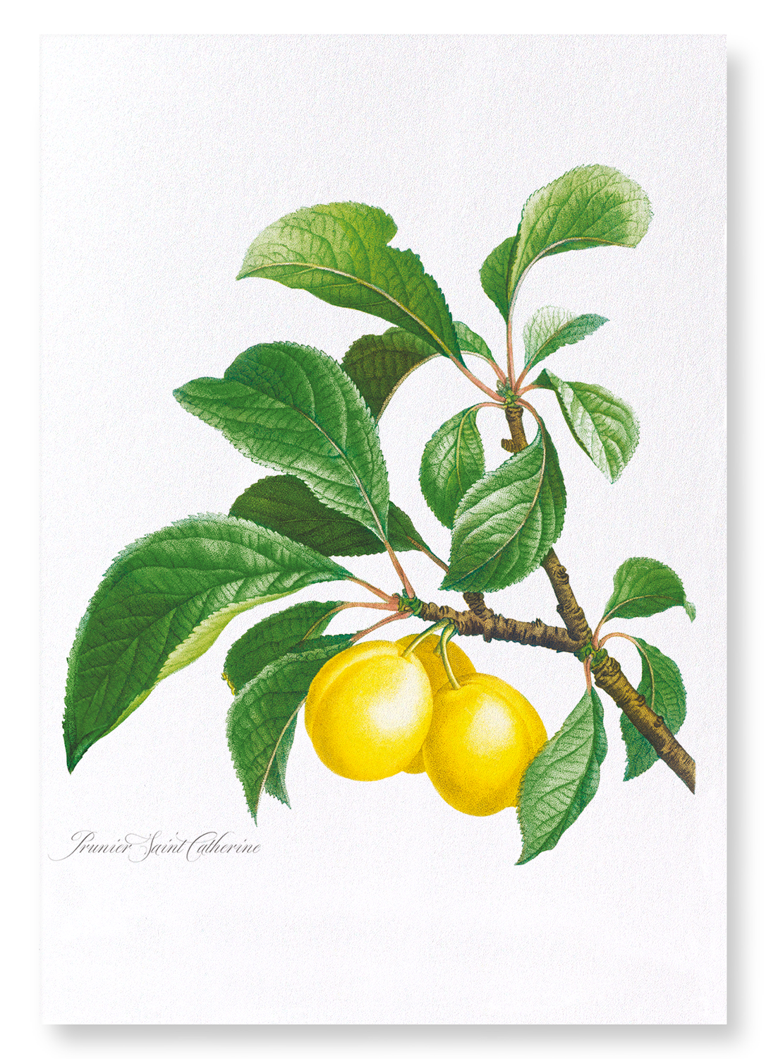 PLUMS ON A BRANCH : Botanical Art Print