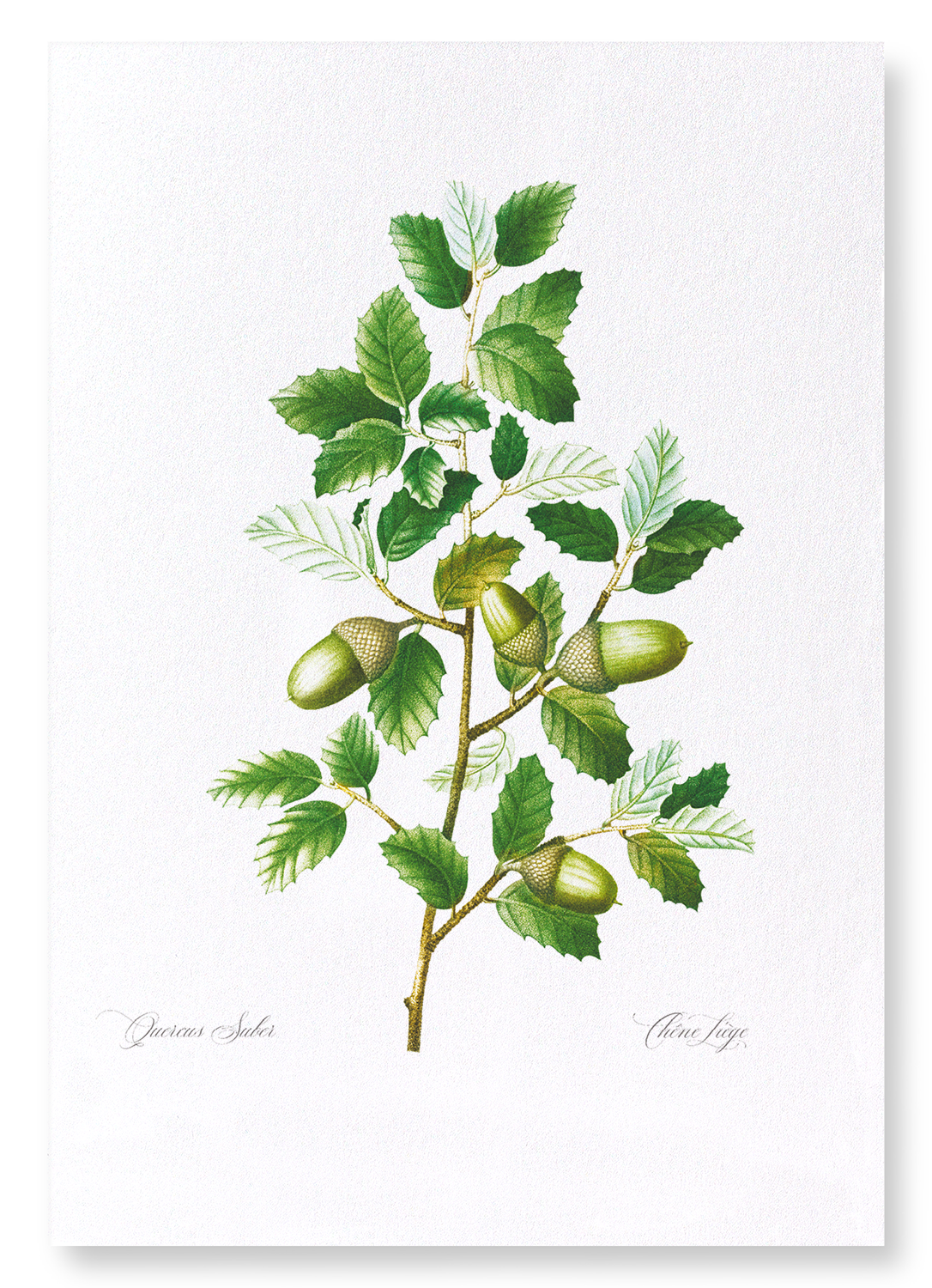 CORK OAK TREE ACORNS: Botanical Art Print