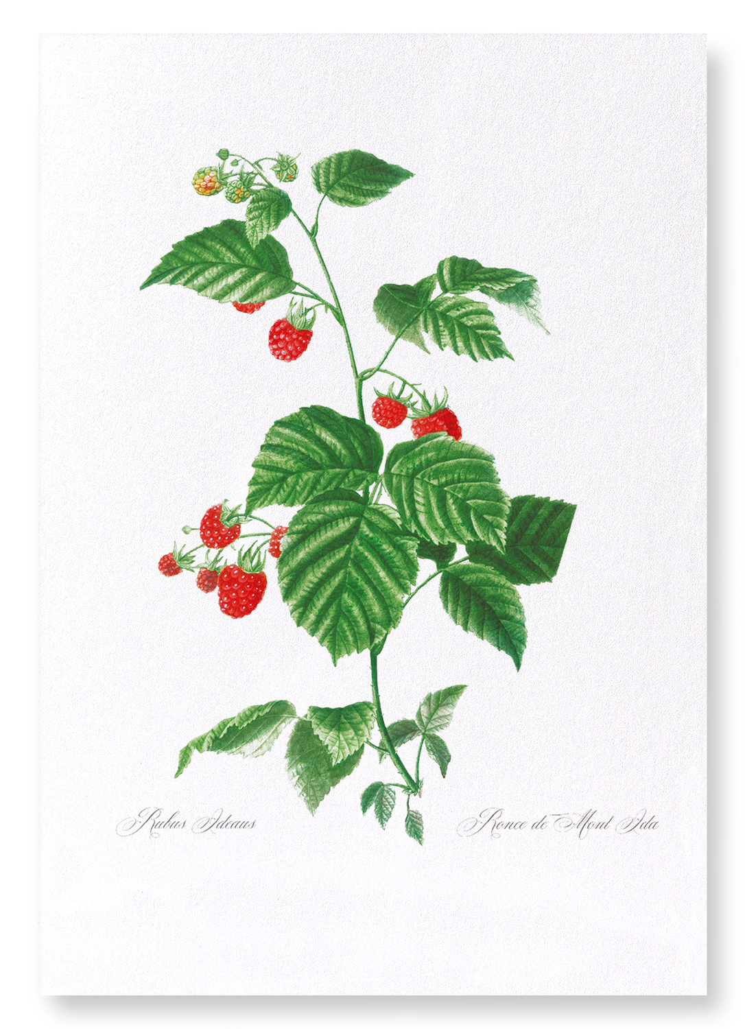 RASPBERRY BRANCH : Botanical Art Print
