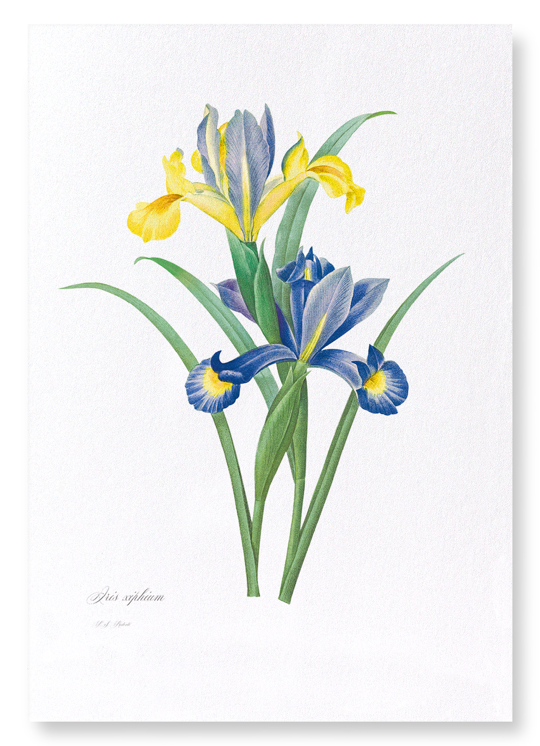 SPANISH IRIS: Botanical Art Print