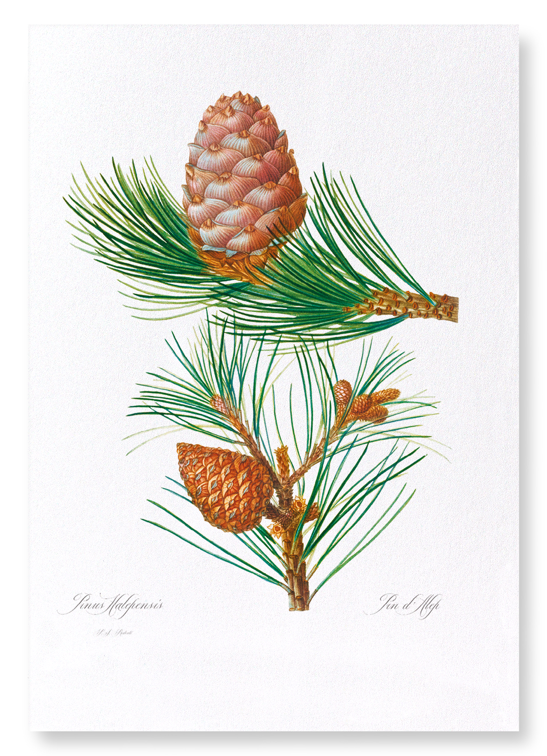 ALEPPO PINE & CONIFER CONES: Botanical Art Print