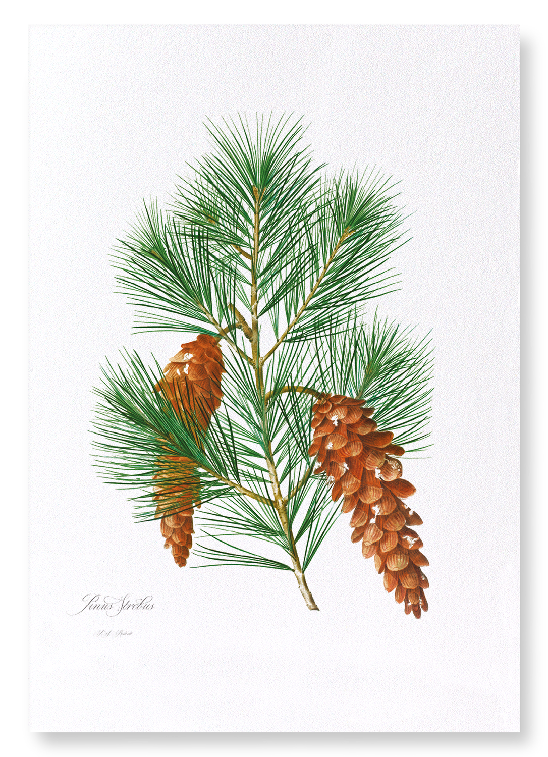 WHITE PINE: Botanical Art Print