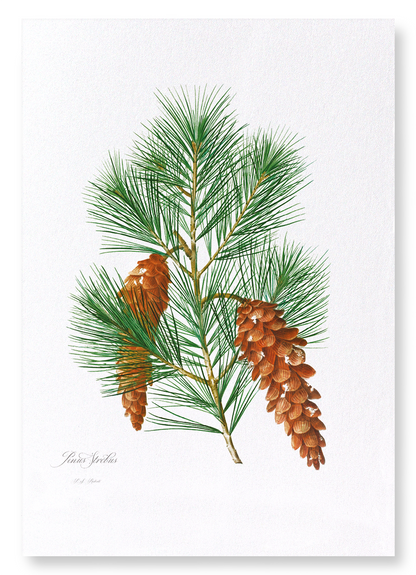 WHITE PINE: Botanical Art Print