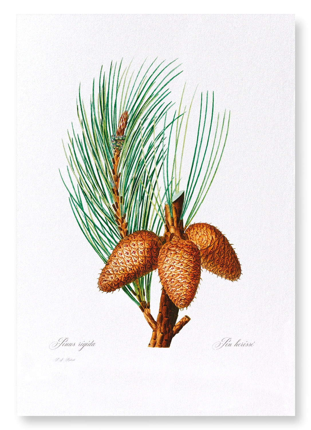 PITCH PINE: Botanical Art Print