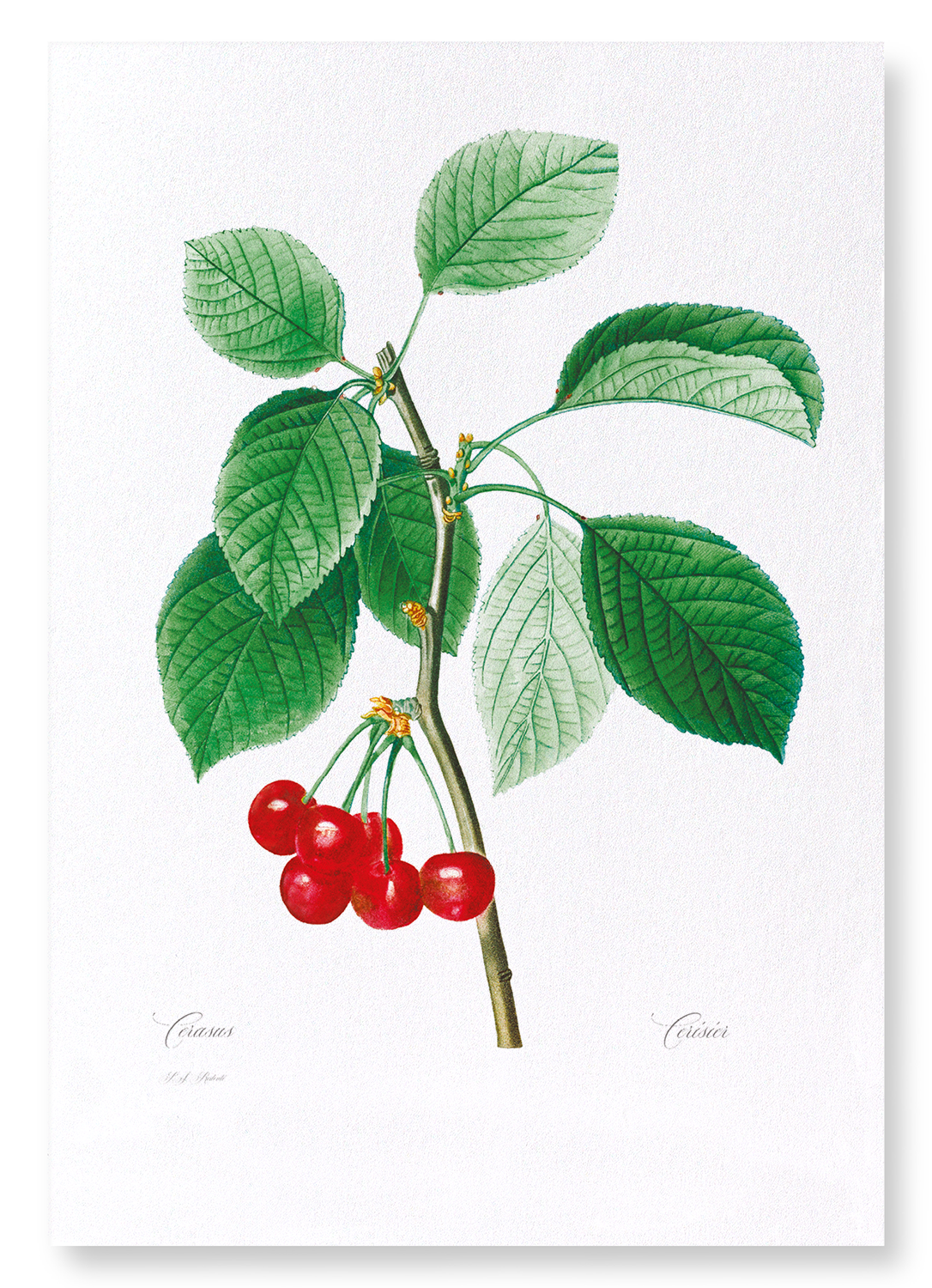 CHERRIES: Botanical Art Print