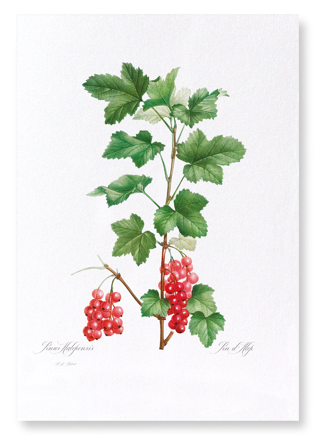 REDCURRANT FRUIT: Botanical Art Print