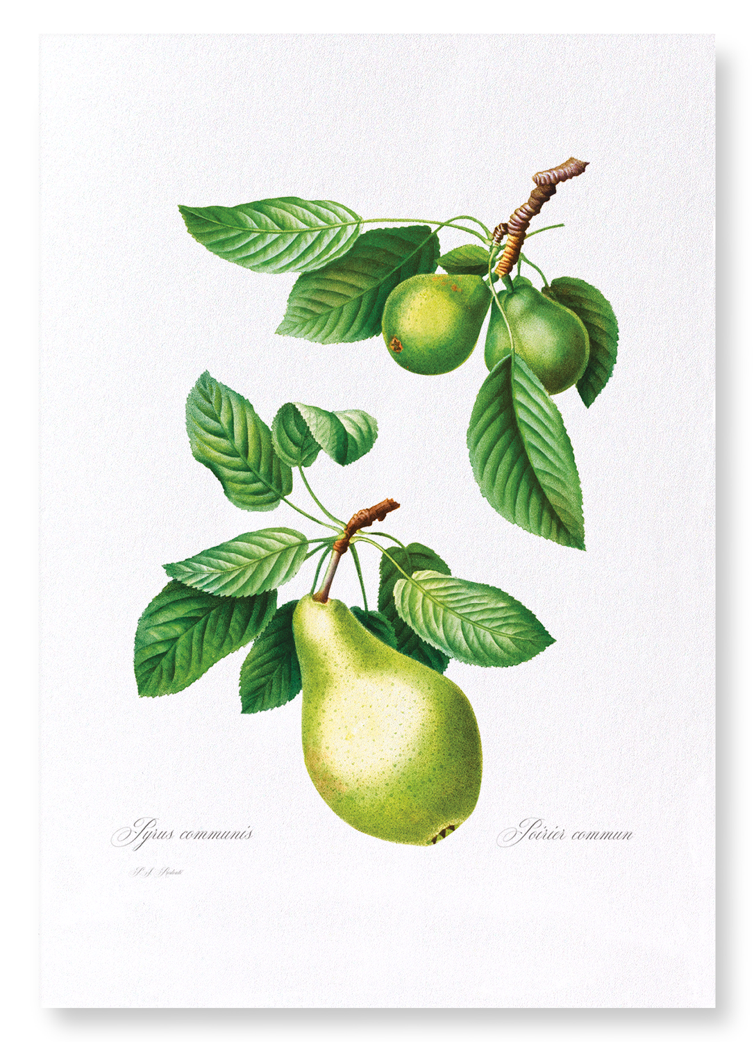 PEAR NO.1: Botanical Art Print