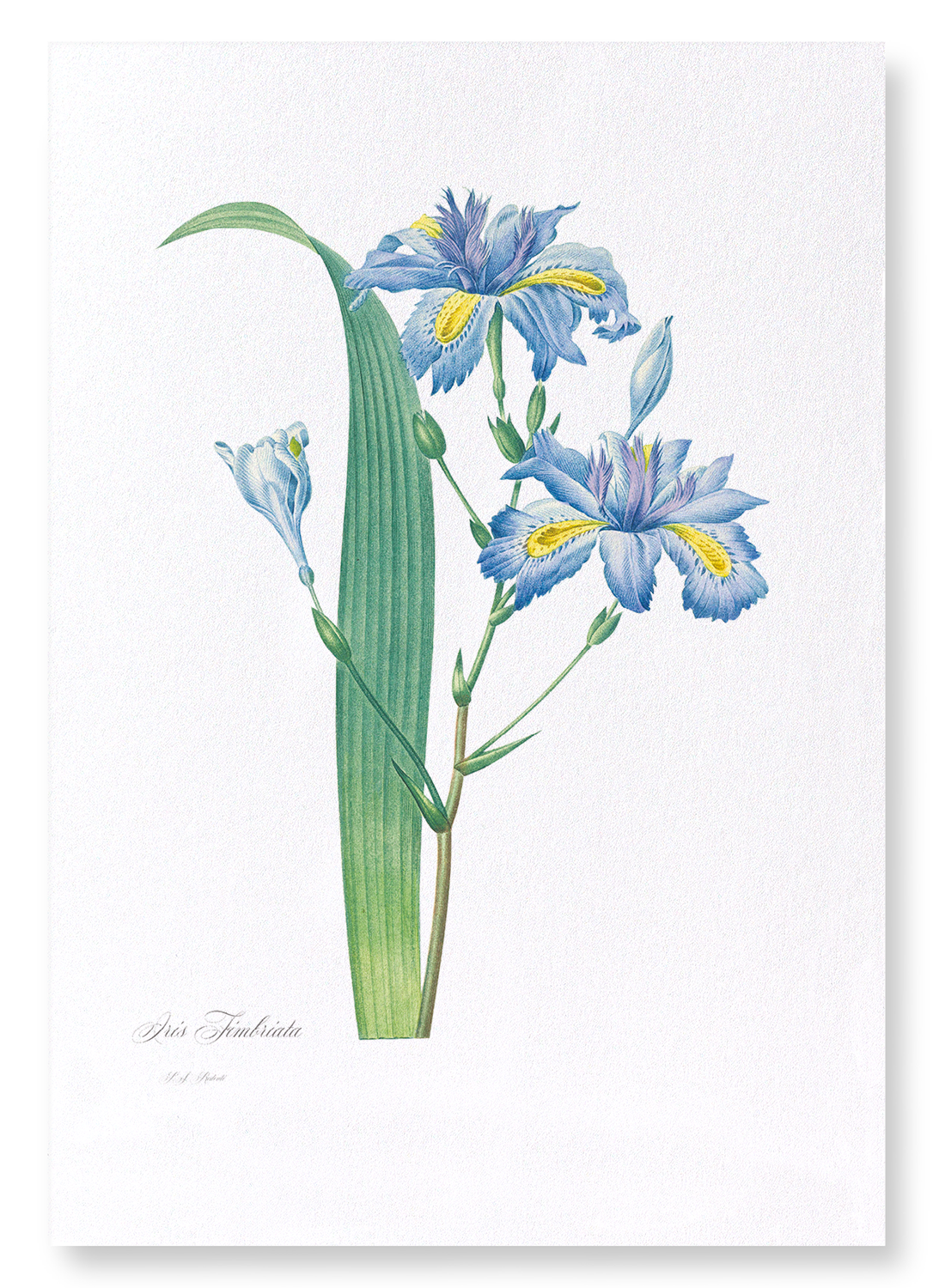 BUTTERFLY FLOWER : Botanical Art Print