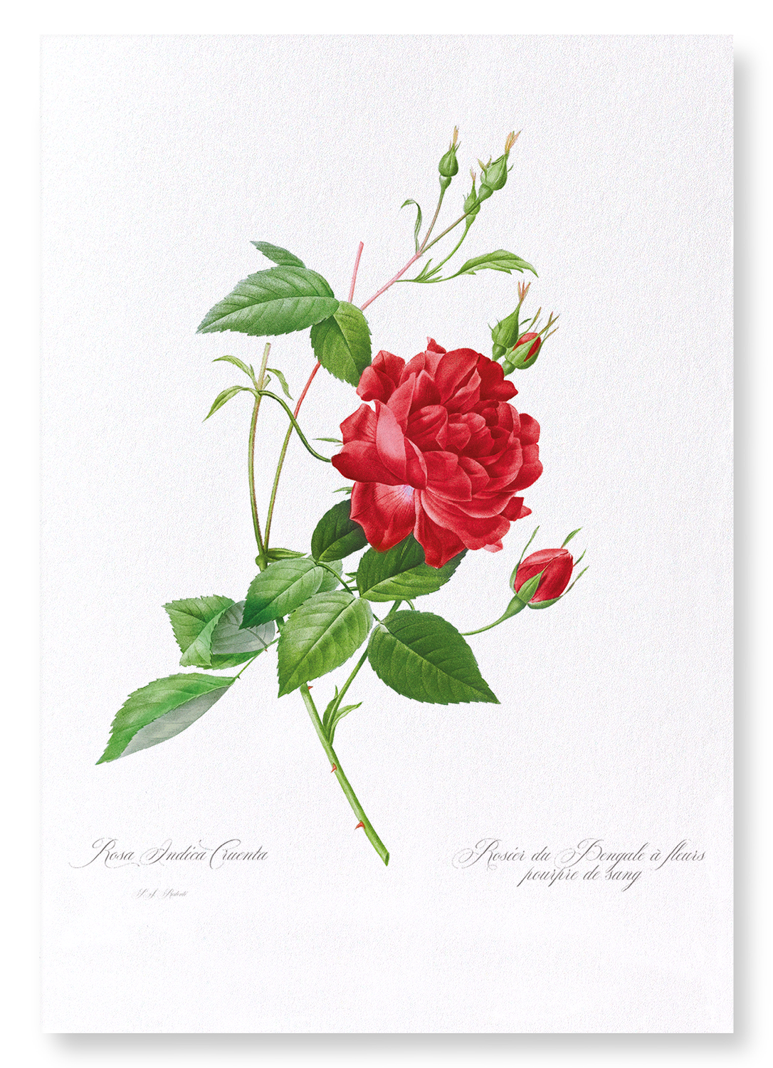RED BENGAL RED ROSE: Botanical Art Print
