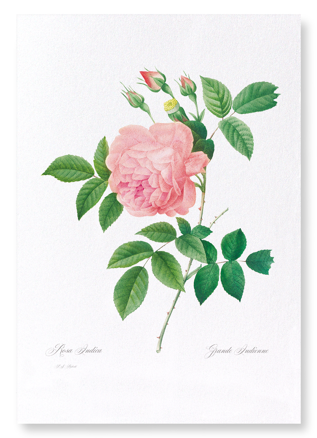 PINK ROSE NO.1: Botanical Art Print