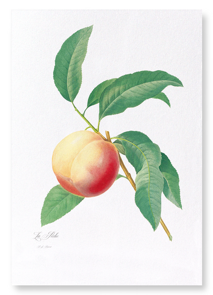 PEACH NO.1: Botanical Art Print