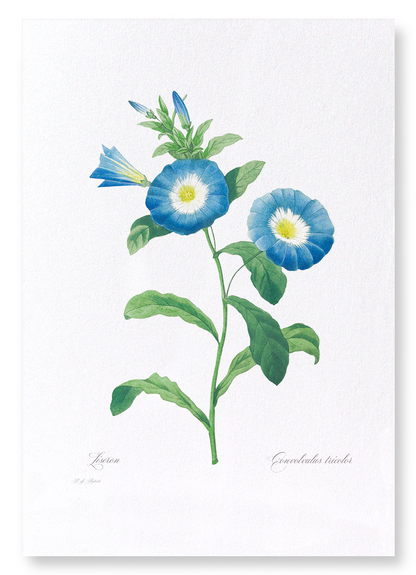FIELD BINDWEED: Botanical Art Print