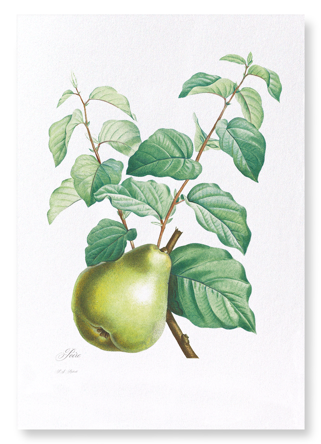 PEAR NO.2: Botanical Art Print