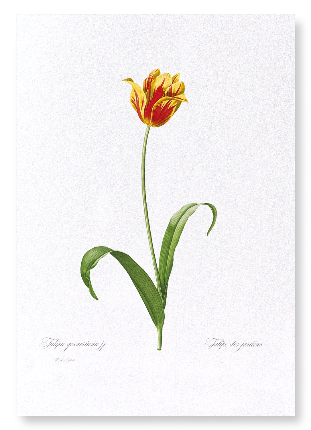 DIDIER'S TULIP: Botanical Art Print