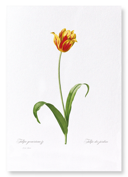 DIDIER'S TULIP: Botanical Art Print