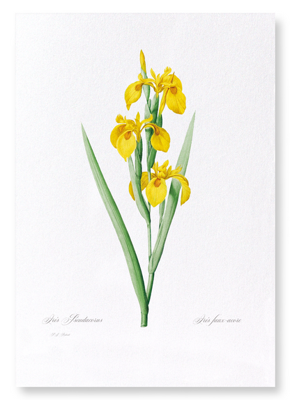 YELLOW IRIS: Botanical Art Print