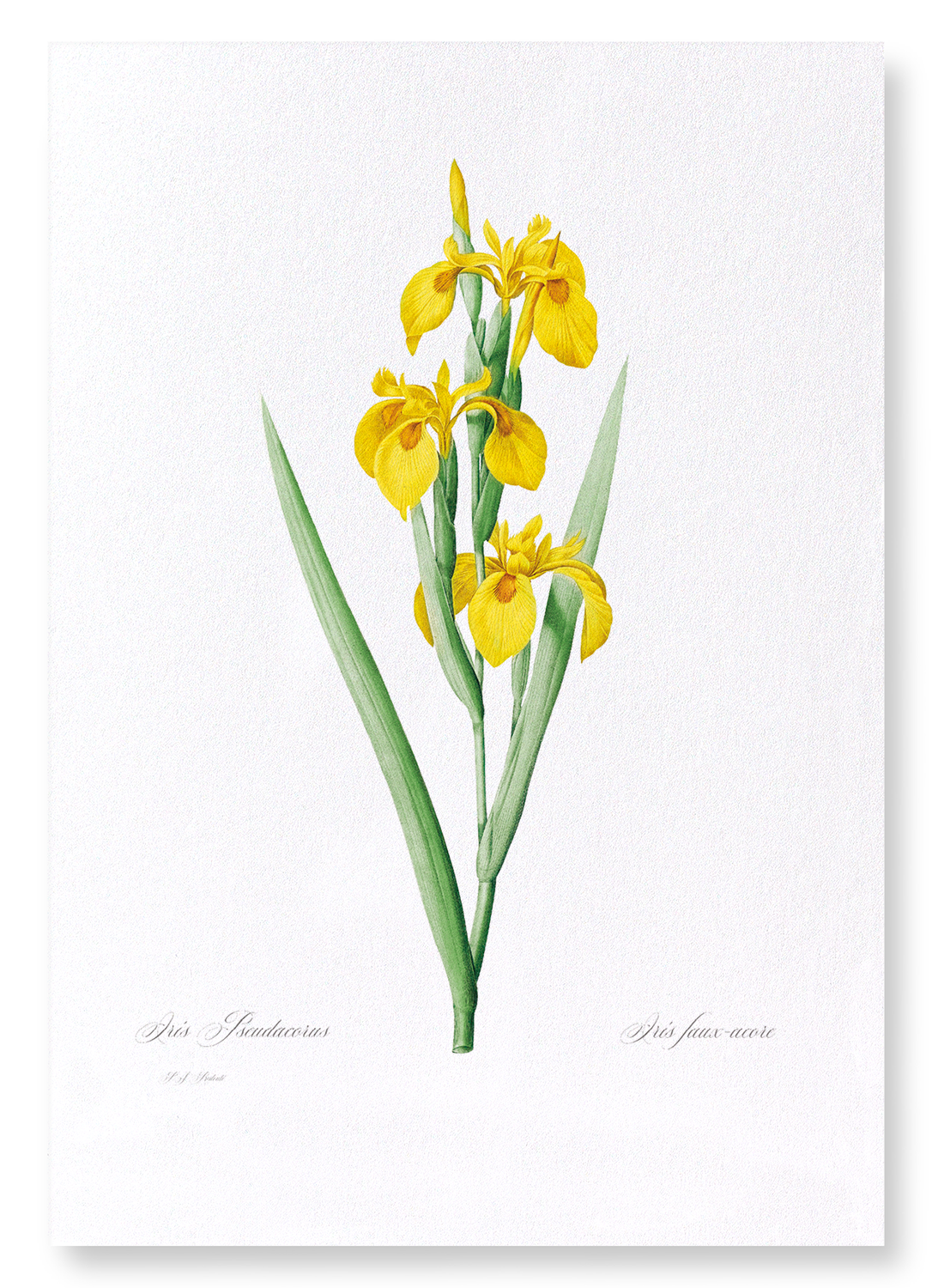YELLOW IRIS: Botanical Art Print