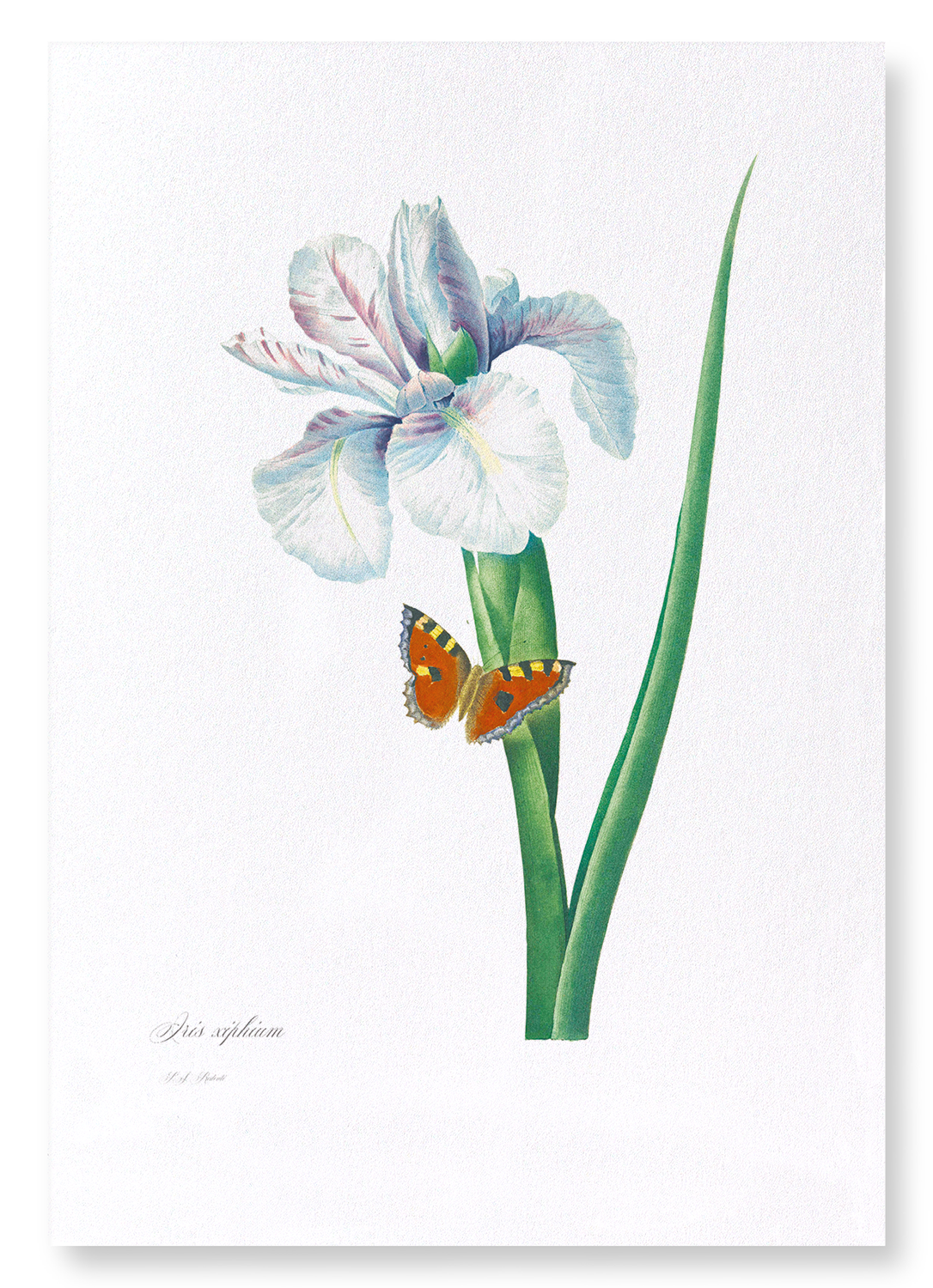 SPANISH IRIS NO.2: Botanical Art Print