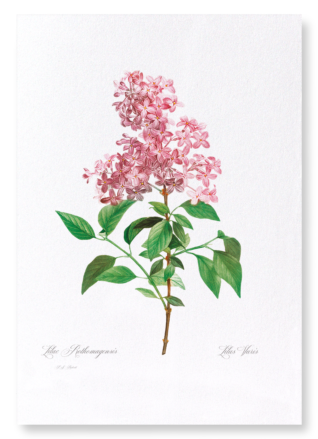 LILAC NO.2: Botanical Art Print