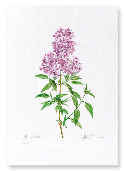LILAC NO.3: Botanical Art Print