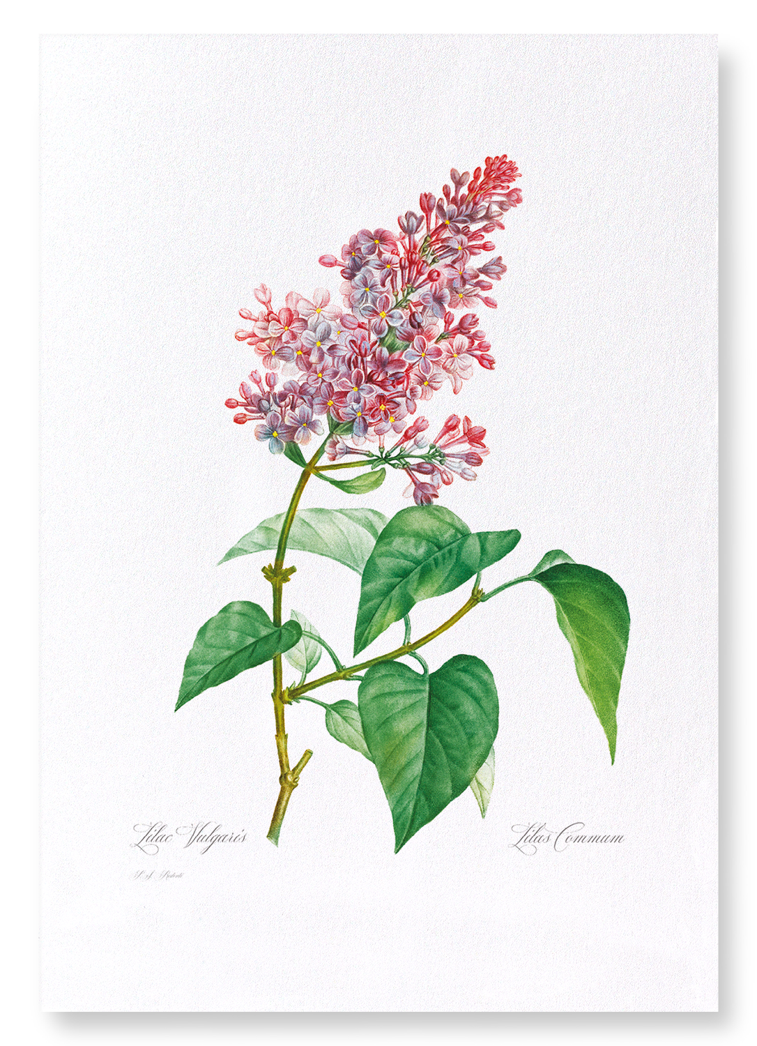 LILAC NO.4: Botanical Art Print
