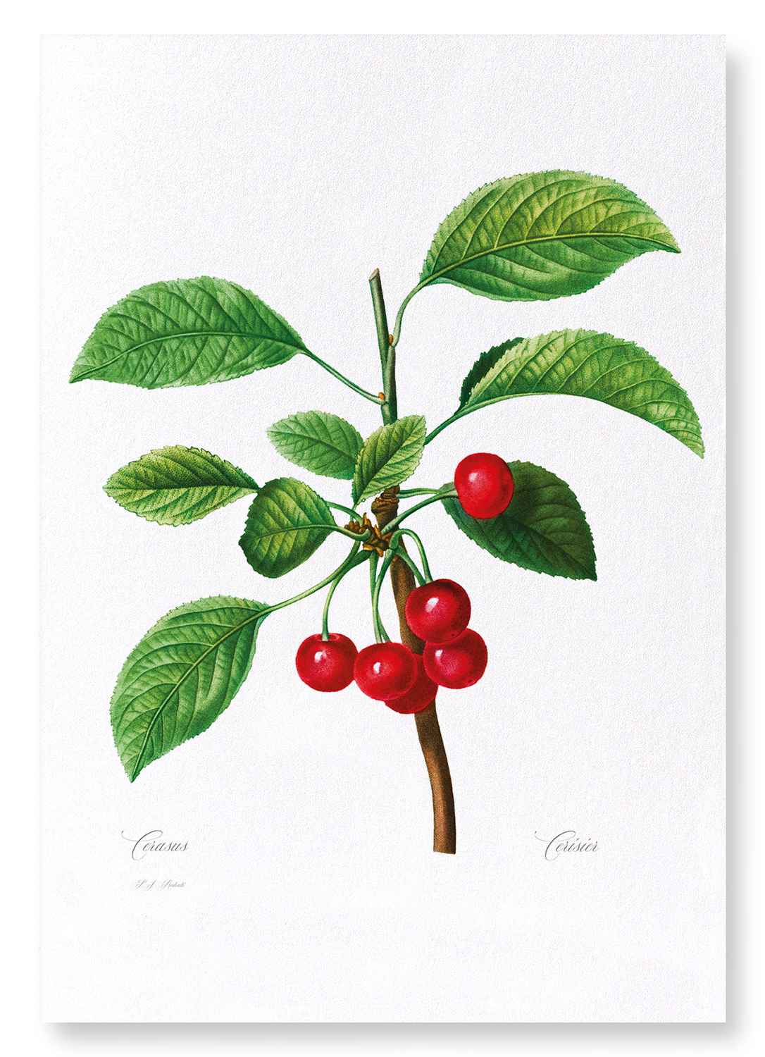CHERRIES NO. 2: Botanical Art Print